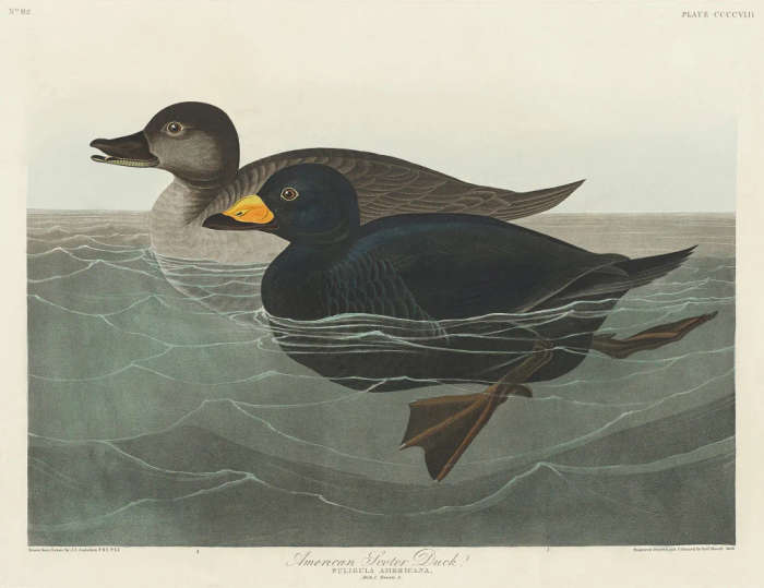 American Scoter Duck From Birds of America (1827)