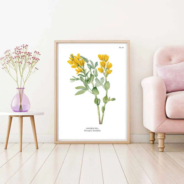 Golden Pea Botanical Art Print by Mary Vaux Walcott