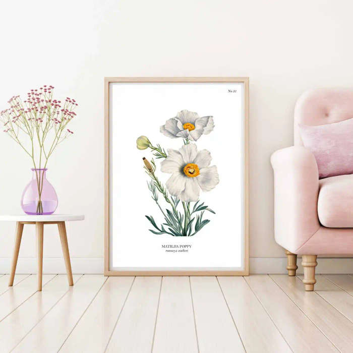 Matilija Poppy Botanical Art Print by Mary Vaux Walcott