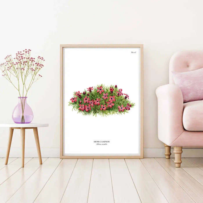 Moss Campion Botanical Art Print by Mary Vaux Walcott