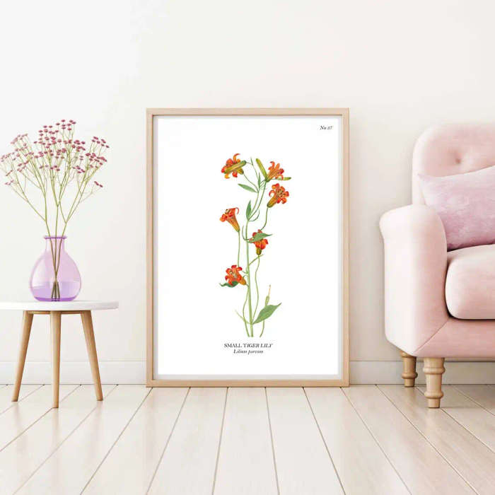 Small Tiger Lily Botanical Art Print by Mary Vaux Walcott