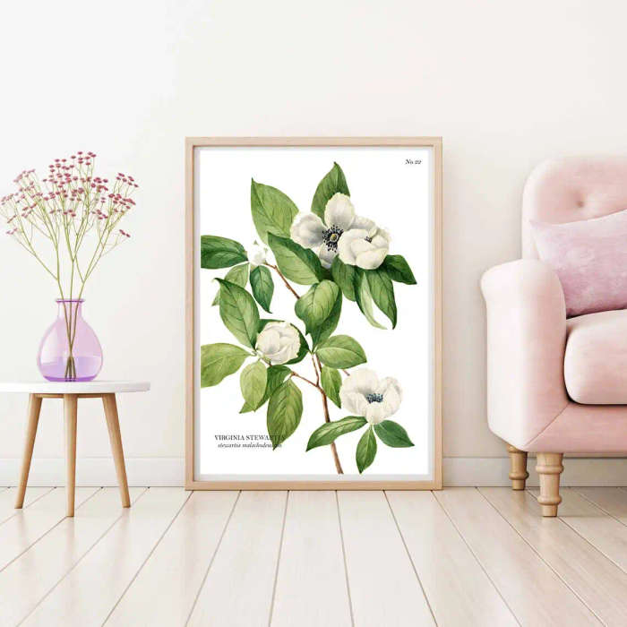 Virginia Stewarta Botanical Art Print by Mary Vaux Walcott