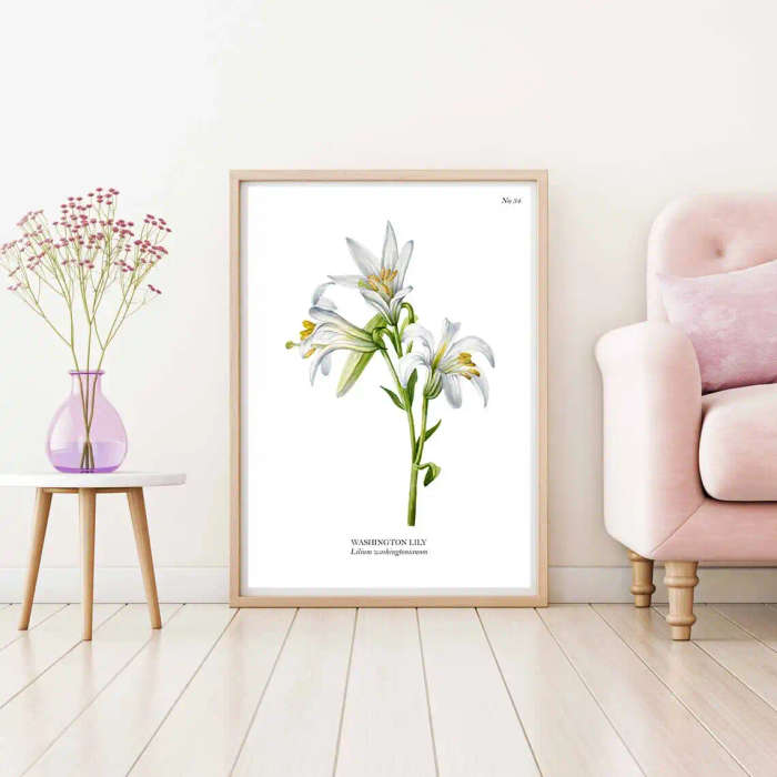 Washington Lily Botanical Art Print by Mary Vaux Walcott