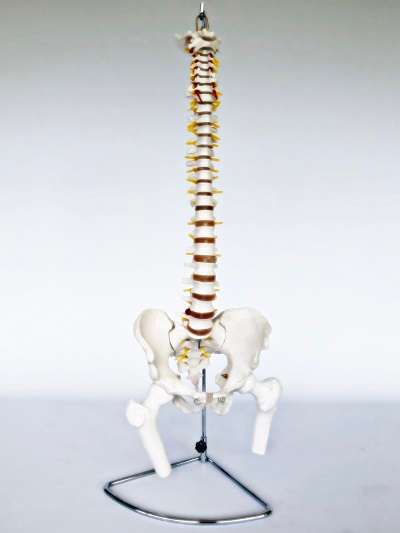 Spine with Femoral Heads 85cm