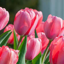 Tulips - Pink - 10 bulbs p-pack