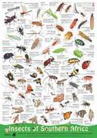 Insects of Southern Africa (Poster)
