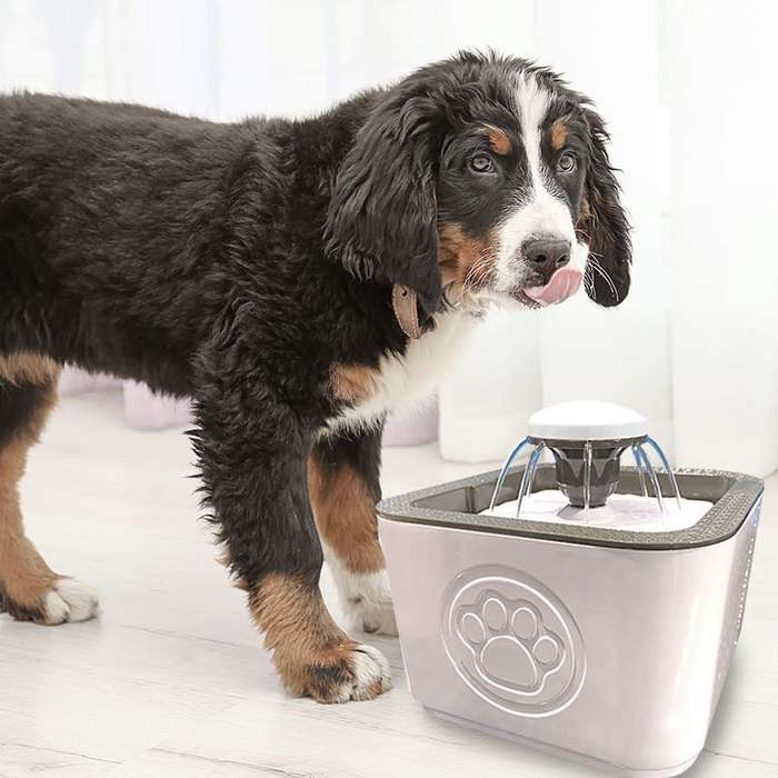 Dog and Cat Water Fountain