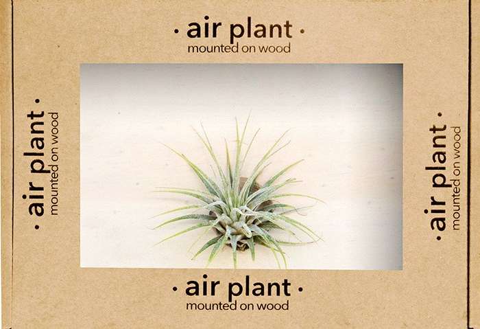 Air Plant Tillandsia Multiflora - Plain Marble