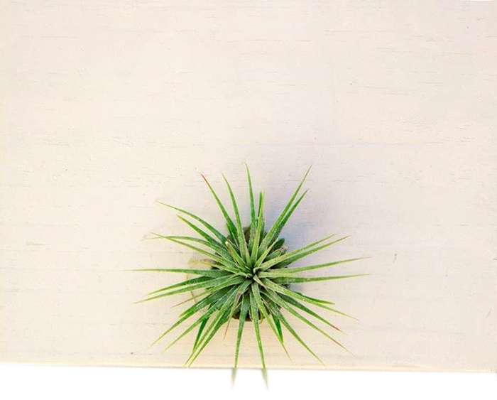 Air Plant Lonantha - Plain Marble | With Gold Circle Board 27cm diameter