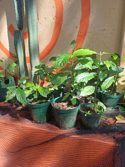 Chacruna - Psychotria viridis 3 year old.
