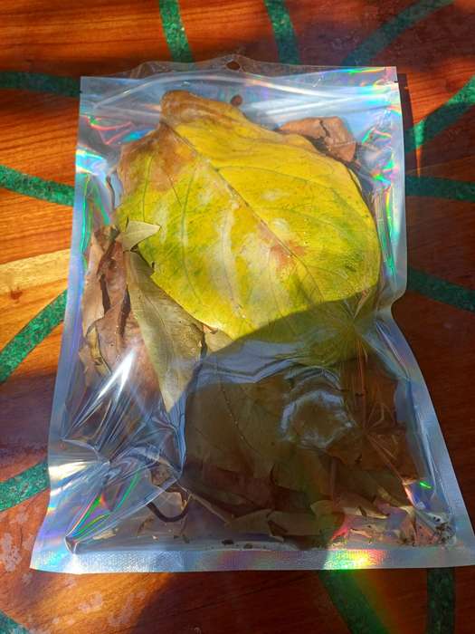 Ayahuasca vine leaf, Caapi. 50 grams