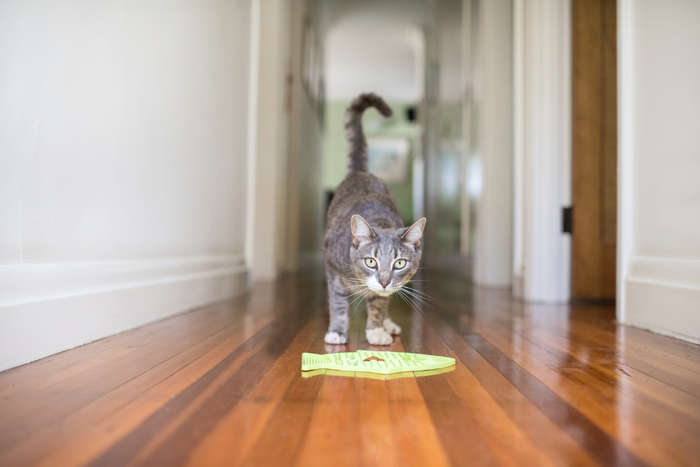 LickiMat Felix for Cats - Interactive Feeding Mat (12-Pack)