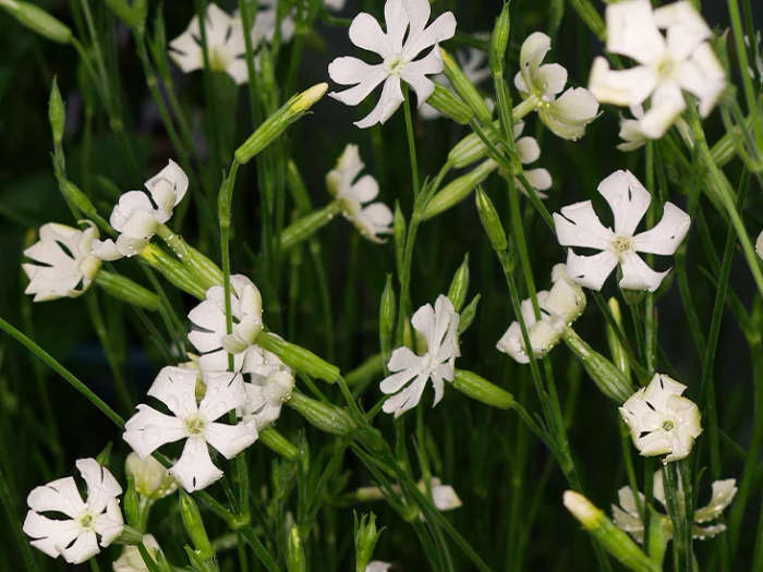 Frequency Fluid Liquid Alchemy Silene Capensis (African Dream Root) Oneirogenic Botanical Extract...