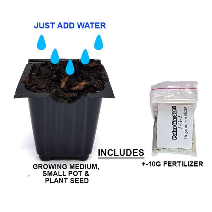 Palm Gardens Spinach Plant Seed to Spinach Seedling Home Grow Starter Kit