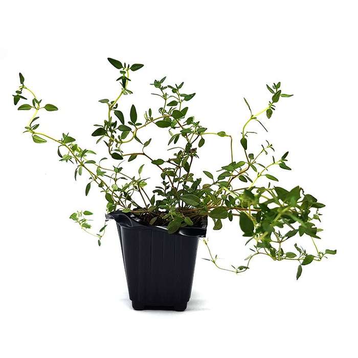 Palm Gardens Thyme Plant Seed to Thyme Seedling Home Grow Starter Kit