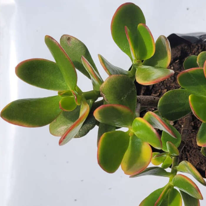 Trailing Jade (Crassula Sarmentosa)
