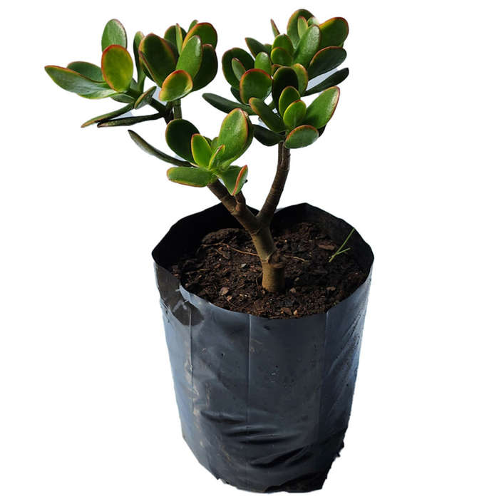 Trailing Jade (Crassula Sarmentosa)