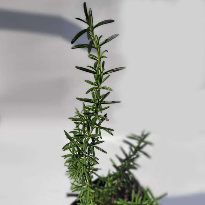 Rosemary