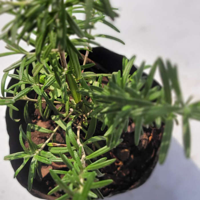 Rosemary