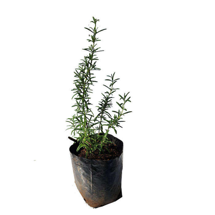Rosemary