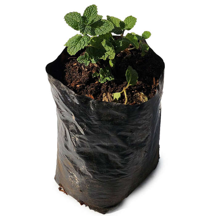 Mint Plant