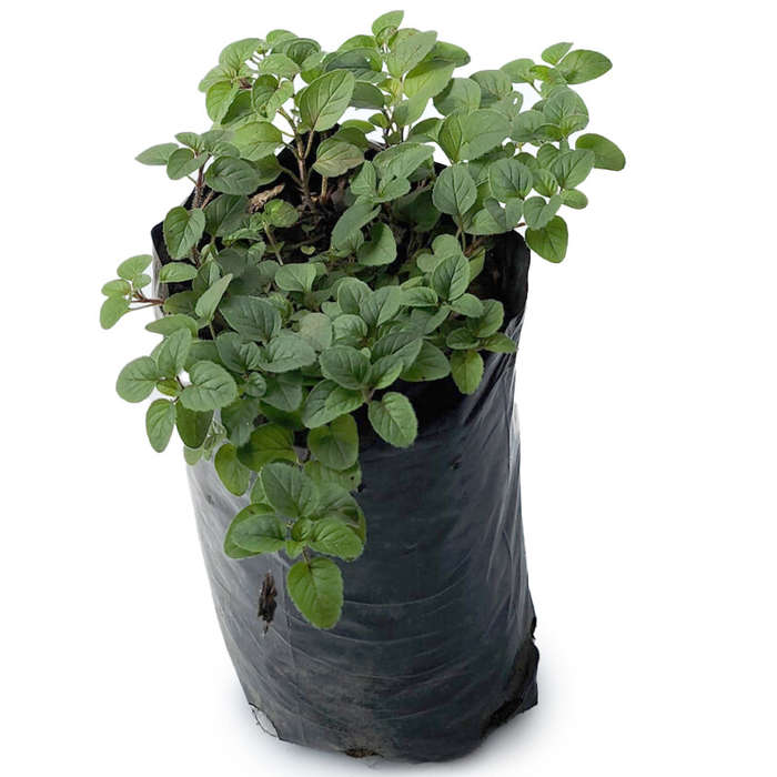 Oreganos (Origanum)