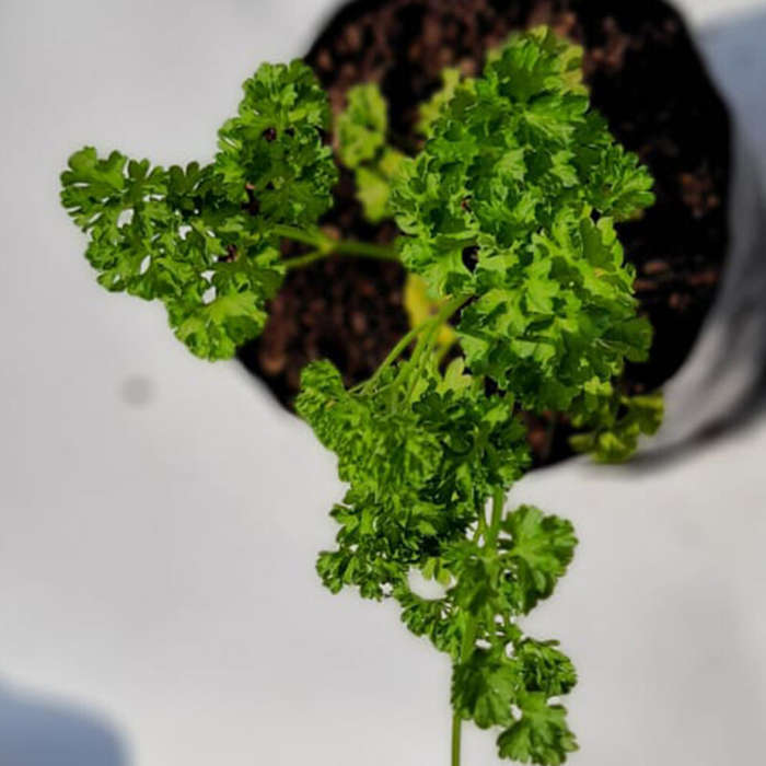 Parsley