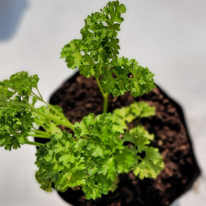 Parsley