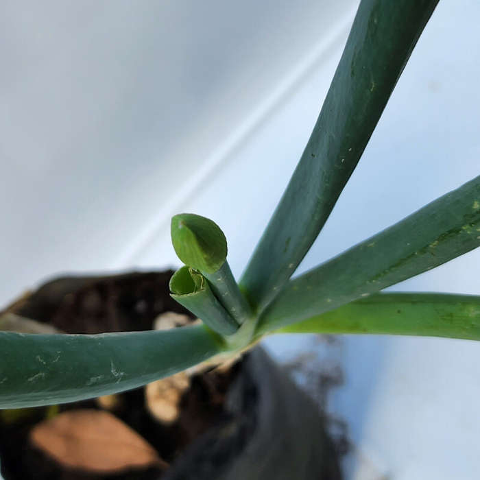 Spring Onion (Scallions)