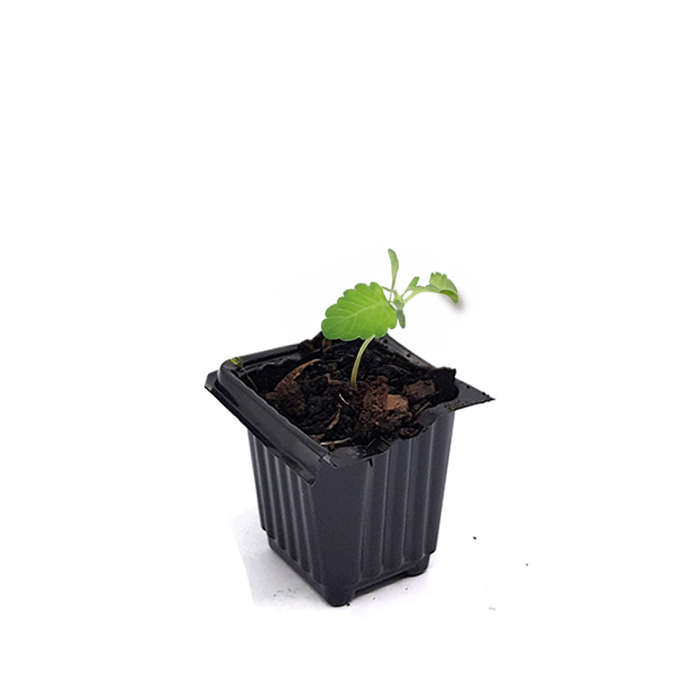 Palm Gardens Cat Nip Plant Seed To Catnip Seedling Home Grow Starter Kit