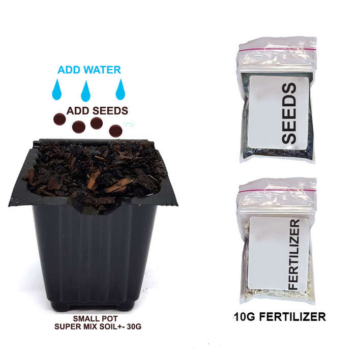 Palm Gardens Cat Nip Plant Seed To Catnip Seedling Home Grow Starter Kit