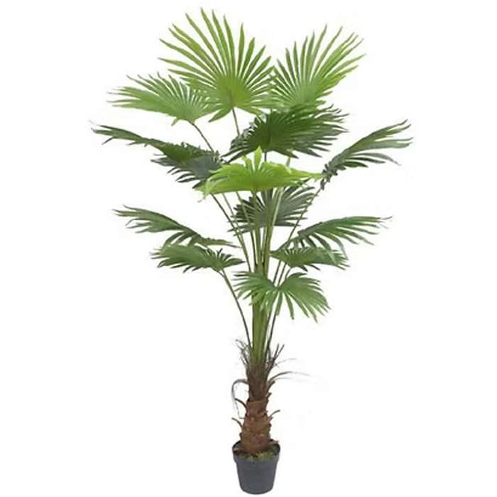 Chinese fan palm (Livistonia chinensis)