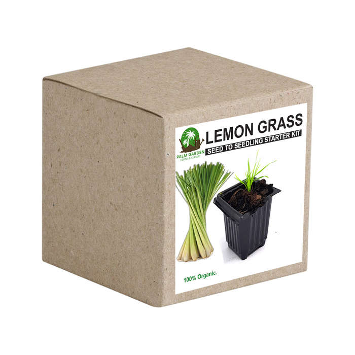 Palm Gardens Lemon Grass Plant Seed To Lemongrass Seedling Grow Starter Kit