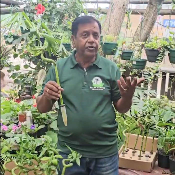 Chinese Lucky Bamboo Stems (Dracaena Sanderiana)