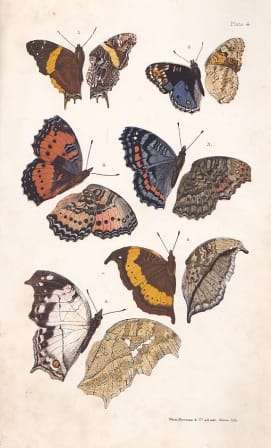South-African Butterflies : a Monograph of the Extra-Tropical Species - Trimen, Roland and James ...