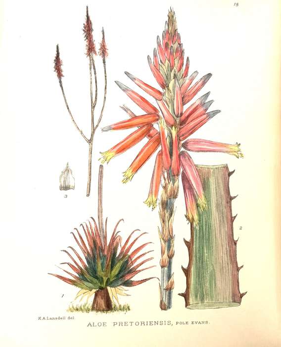 The Flowering Plants of South Africa. Volumes 1 - 26. 1040 hand-coloured botanical plates - Pole ...