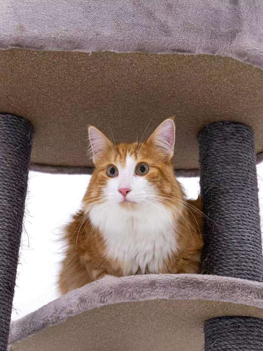 PetRebels Charlotte 134 Multi-Level Cat Tree with Soft Plush Covering  59 x 56 x 134 cm | PetR...