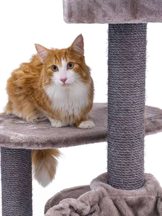 PetRebels Charlotte 134 Multi-Level Cat Tree with Soft Plush Covering  59 x 56 x 134 cm | PetR...