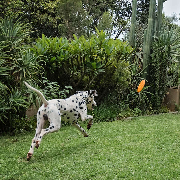 Aeroglide EVA Dog Toy | Zugo | Floating Lightweight Flying Disc for Dogs