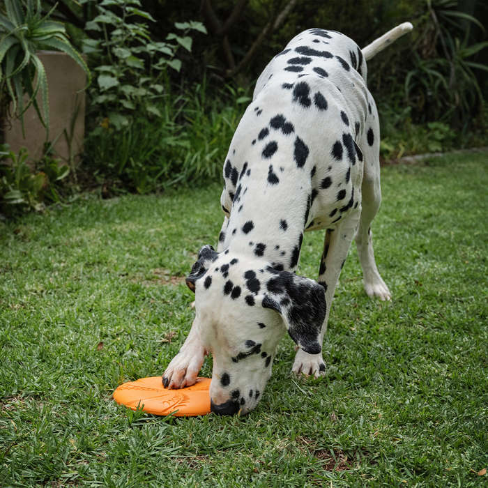 Aeroglide EVA Dog Toy | Zugo | Floating Lightweight Flying Disc for Dogs