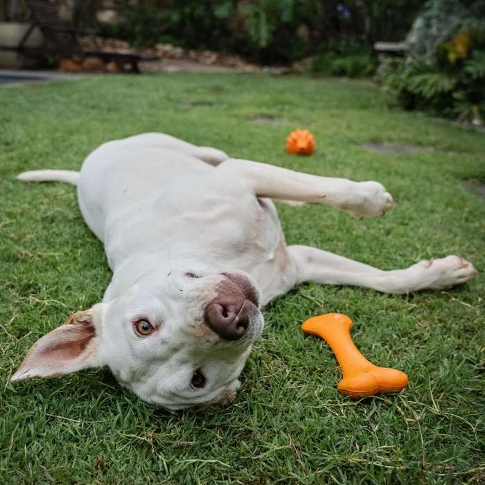 Bone Rubber Dog Toy | Zugo | Classic Chew & Play Durable Pet Toy