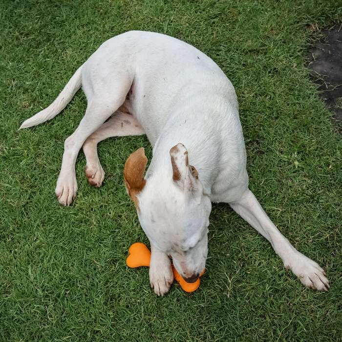 Bone Rubber Dog Toy | Zugo | Classic Chew & Play Durable Pet Toy