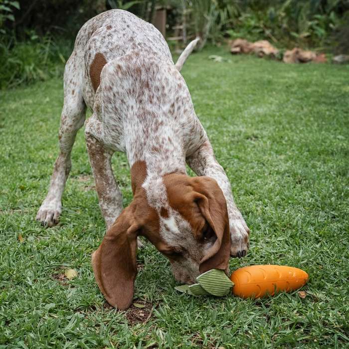 Crisp Carrot Rubber Dog Toy | Zugo | Fun Chew & Fetch Toy