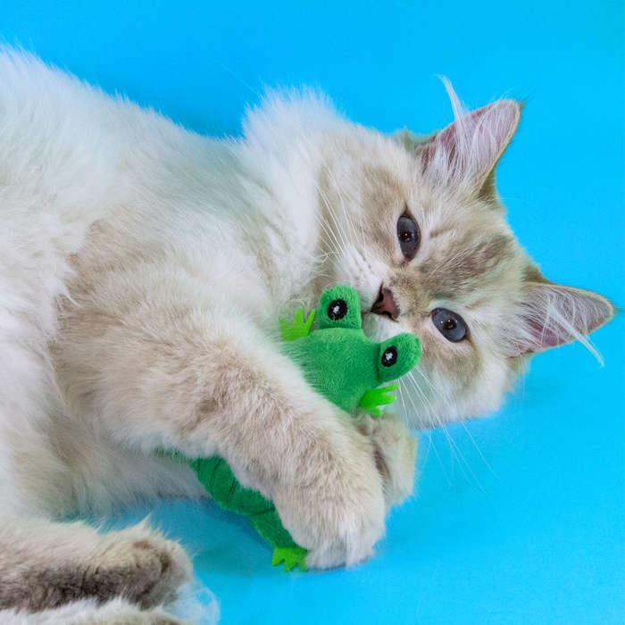 Frog Plush Catnip Toy  Cat Toy | Zugo | Soft Catnip Plush Frog Toy for Active Cat Play