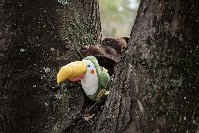 Parrot Plush Dog Toy | Zugo | Colorful & Soft Plush Toy for Playful Dogs
