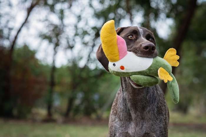 Parrot Plush Dog Toy | Zugo | Colorful & Soft Plush Toy for Playful Dogs