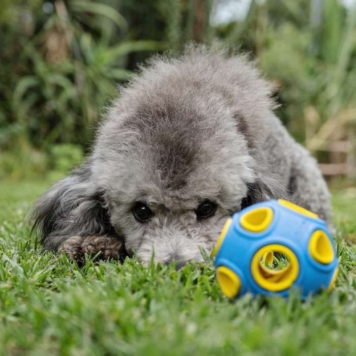 Whirlball Rubber Dog Toy | Zugo | Durable Chew & Fetch Toy for Dogs