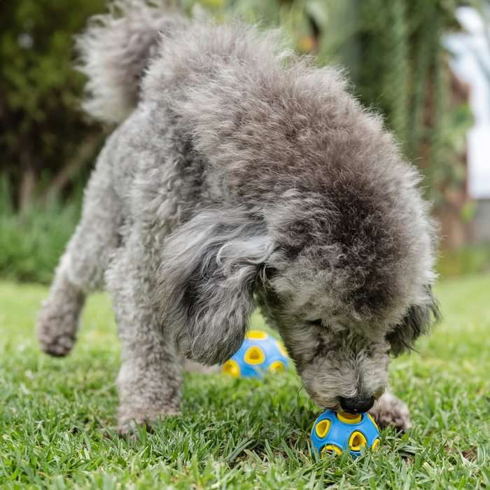 Whirlball Rubber Dog Toy | Zugo | Durable Chew & Fetch Toy for Dogs