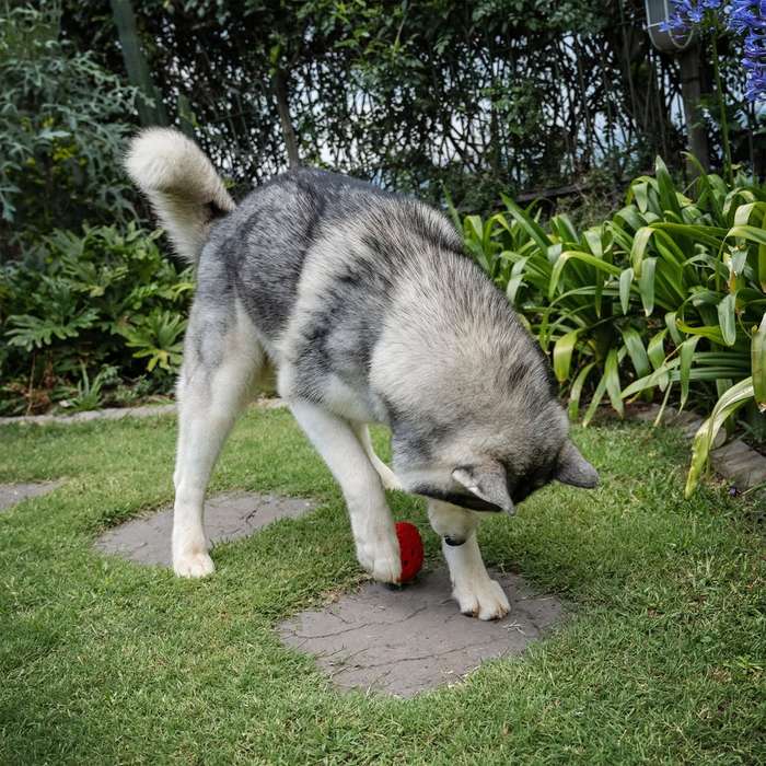 Zuberry Rubber Dog Toy | Zugo | Berry-Shaped Durable Chew Toy