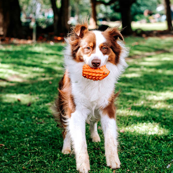 Zuhog Rubber Dog Toy | Zugo | Ultra-Durable Chew & Fetch Toy